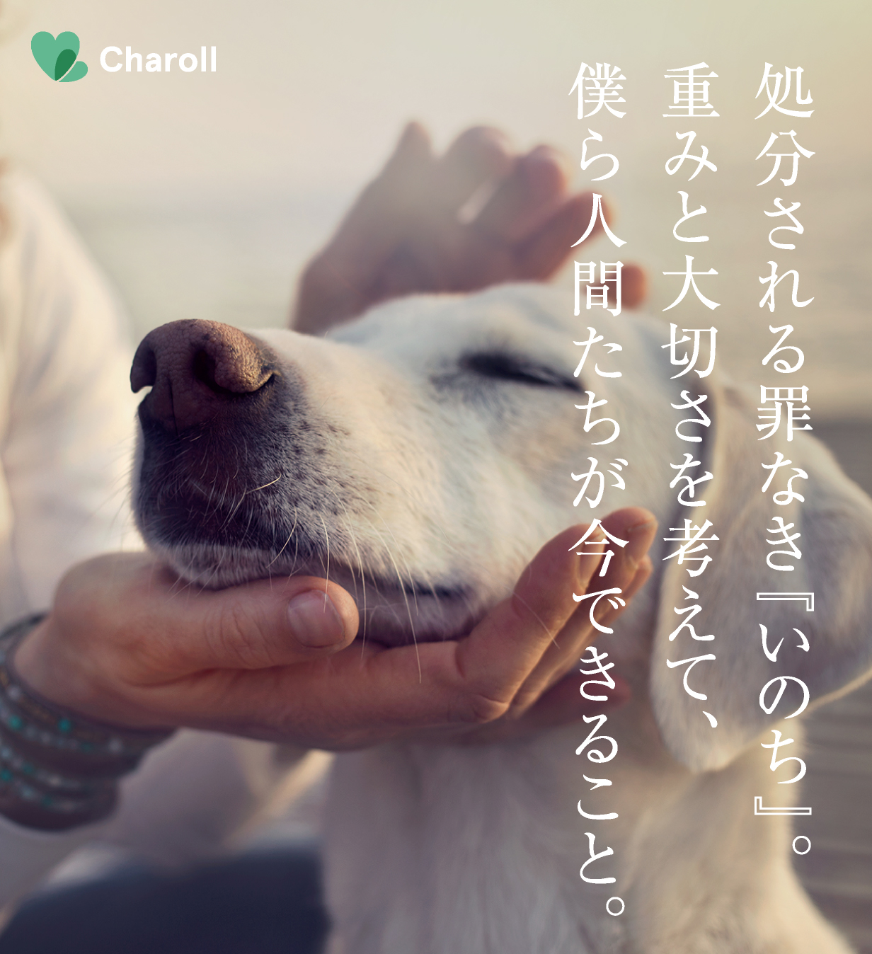 処分される罪なき『いのち』
重みと大切さを考えて
僕ら人間たちが今できること